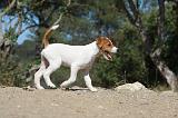 PARSON RUSSEL TERRIER 028